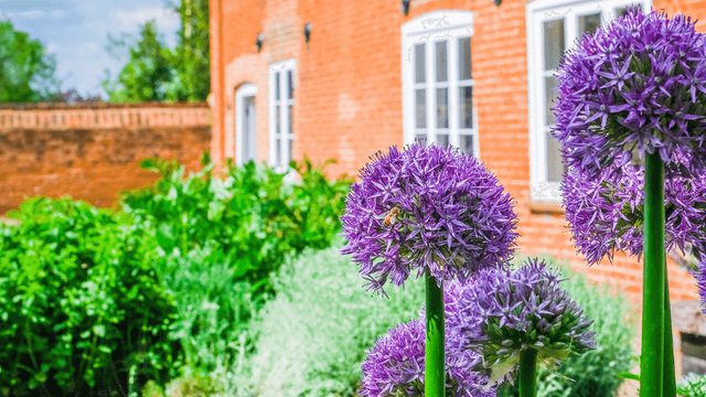 Purple flowers in focus with the manor house behind out of focus