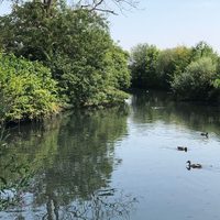A pond with ducks swimming on the surface and green foliage on either side of the water.